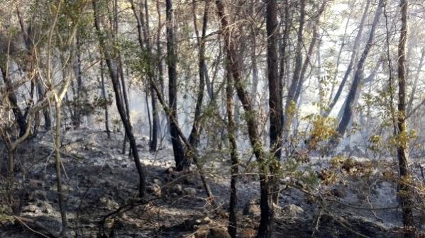 Son dakika: Manavgat'ta orman yangını