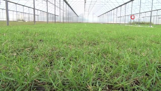 Susuzluğa dayanıklı hazır çim büyük rağbet görüyor, metrekaresi 20 liradan satılıyor