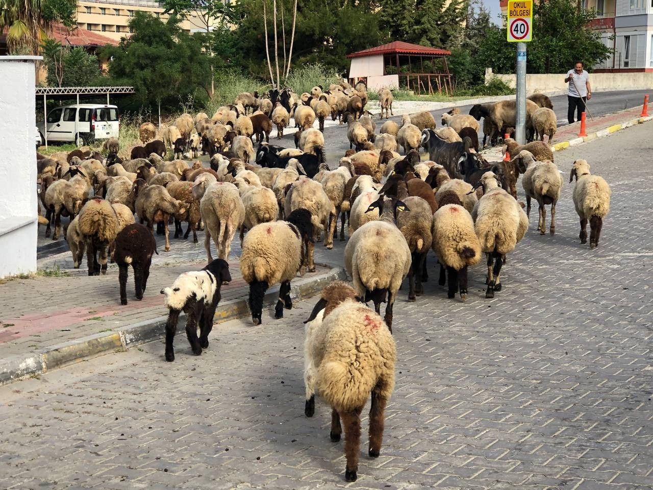 Tam kapanmayla birlikte boş kalan sokaklar koyun sürülerine ev sahipliği yapıyor