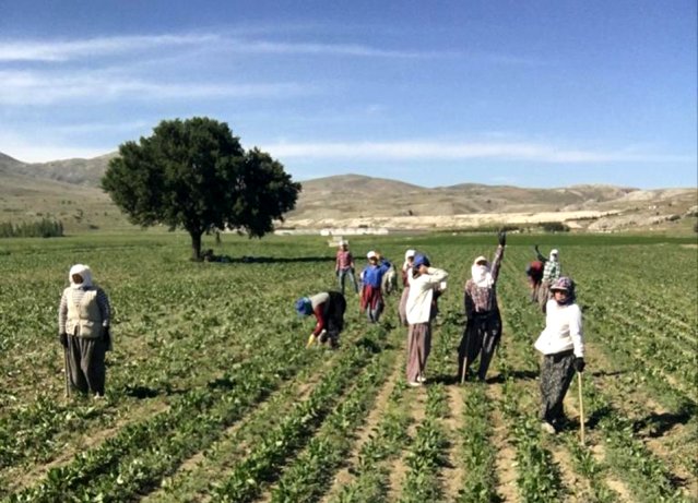 Tarım işçilerinin zorlu mesaisi 35 derece sıcaklıkta da devam ediyor