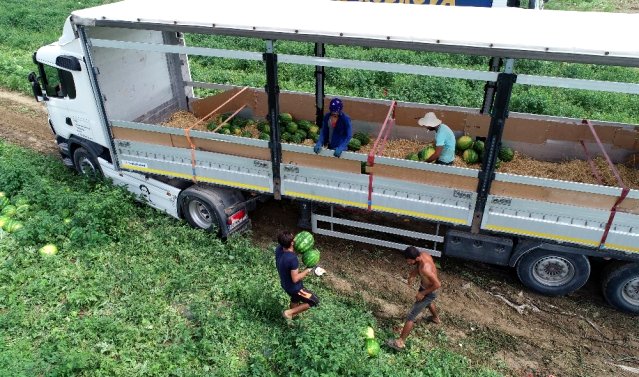 Tarlada 1 liradan satılan karpuz üreticinin yüzünü güldürdü