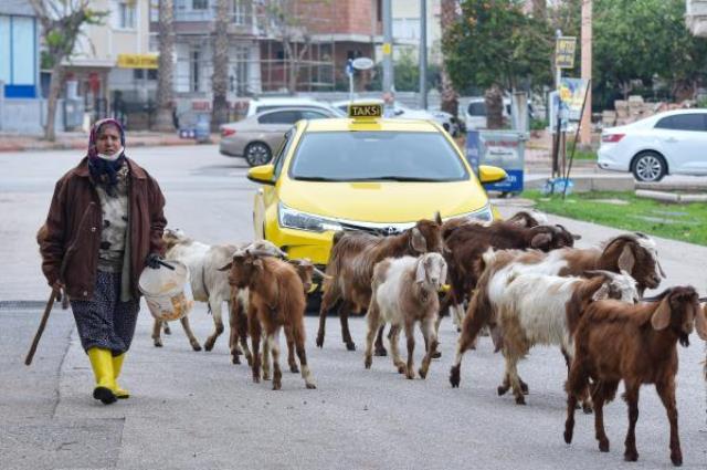 Tepkilere aldırış etmeyen kadın, şehrin göbeğinde çobanlık yapıyor