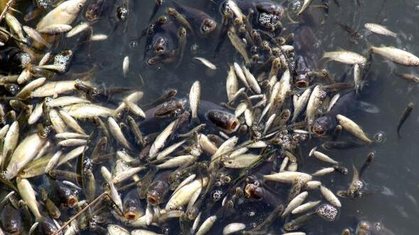 TMMOB, Düden Çayı'ndaki kirlilik ve balık ölümlerine kalıcı çözüm için desteğe hazır