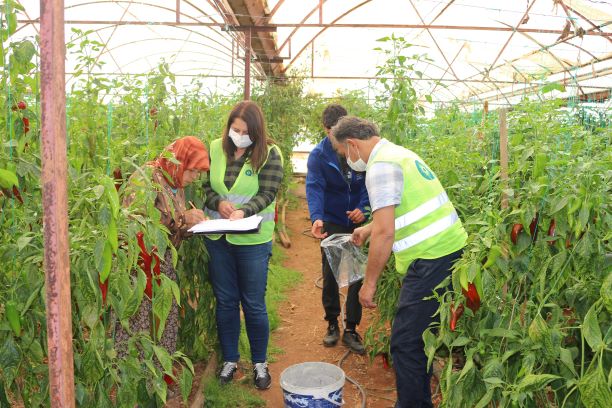 Toprak bereketleniyor Antalyalı çiftçi kazanıyor