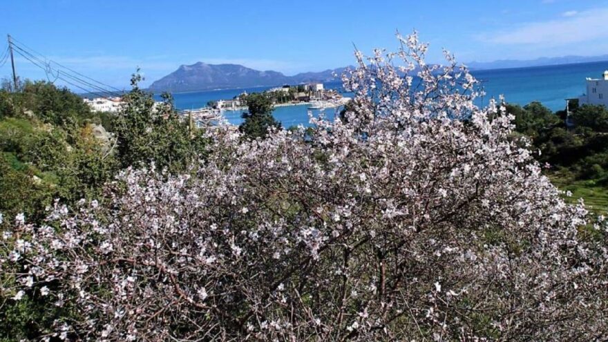 Tüm Türkiye kar örtüsüne bürünürken Marmaris ve Datça  bahar çiçeklerine büründü.