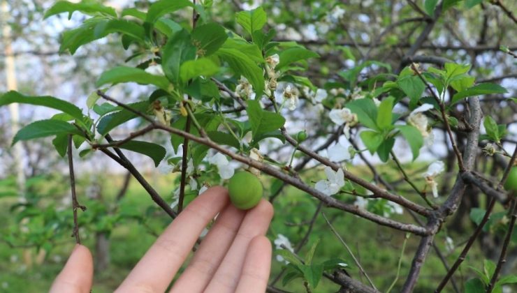 Turfanda erikte ikinci hasat dönemi devam ediyor