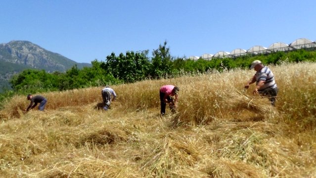 Turizm merkezi Adrasan'da geleneksel tarım yapıyorlar