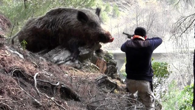 Türkiye'de 2020 yılının ilk 9 ayında 9 kişi domuz sanılarak vuruldu