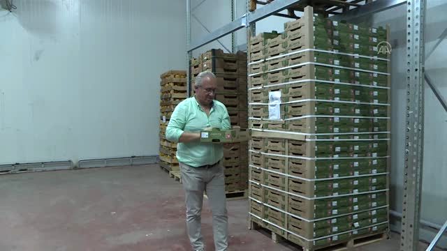 Türkiye'den 33 ülkeye avokado ihracatı