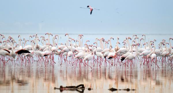 Üreme dönemindeki flamingolar görüntülendi