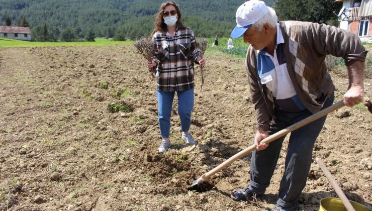 Üreticilere ücretsiz 3 bin adet lavanta fidesi verildi