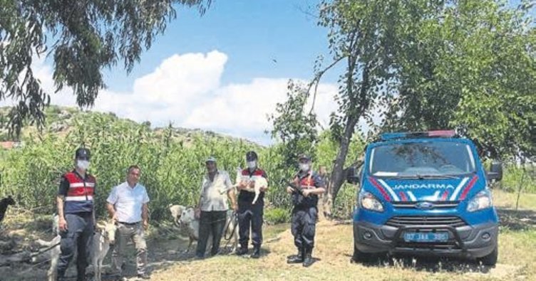 Uyuşturucu için keçileri kaçırdılar