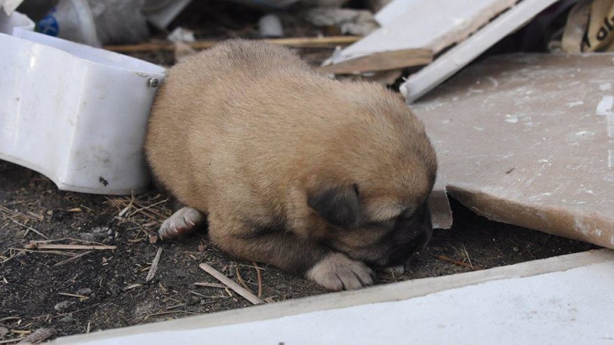 Vahşet! 9 yavru köpek yanarak can verdi