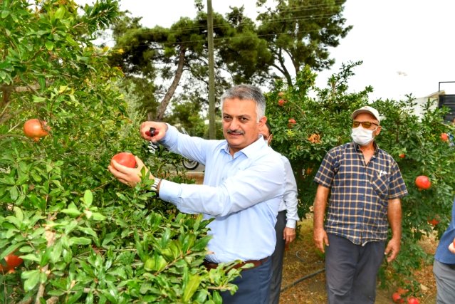 Vali Yazıcı nar hasatı yaptı