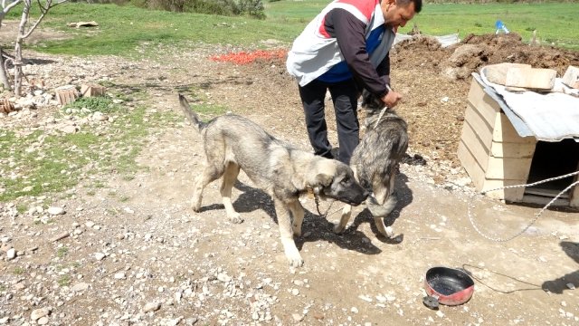 Yağmur suyu havuzuna düşen kangal köpeği, boynundan tutarak çeken kardeşi kurtardı