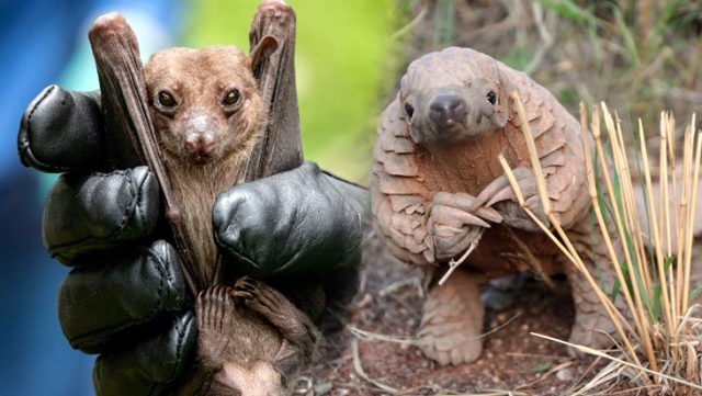 Yarasa mı, pangolin mi? Koronavirüsün kaynağına ilişkin tartışmalar sona erecek