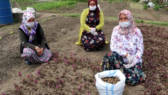 Yaş hali 60 lira olan ancak işlenmiş toz hali 1.000 liraya kadar çıkan salepte hasat sürüyor