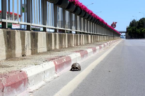 Yasak nedeniyle boş kalan caddede kaplumbağa gezdi