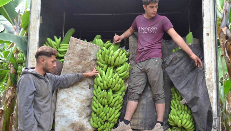 Yıllarca yaptığı kuaförlük mesleğinden elde ettiği kazancıyla muz serası yaptırdı