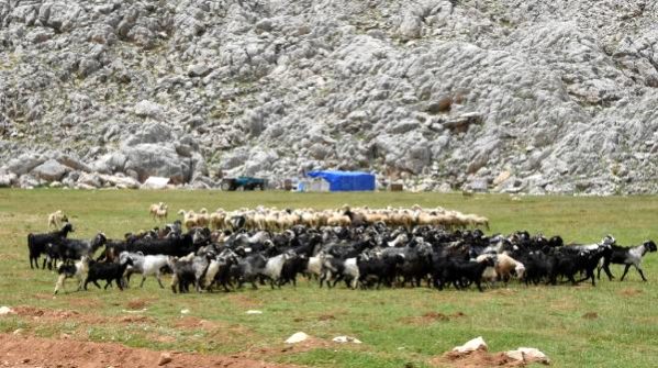 Yörükler, yaylalarla buluşmaya başladı