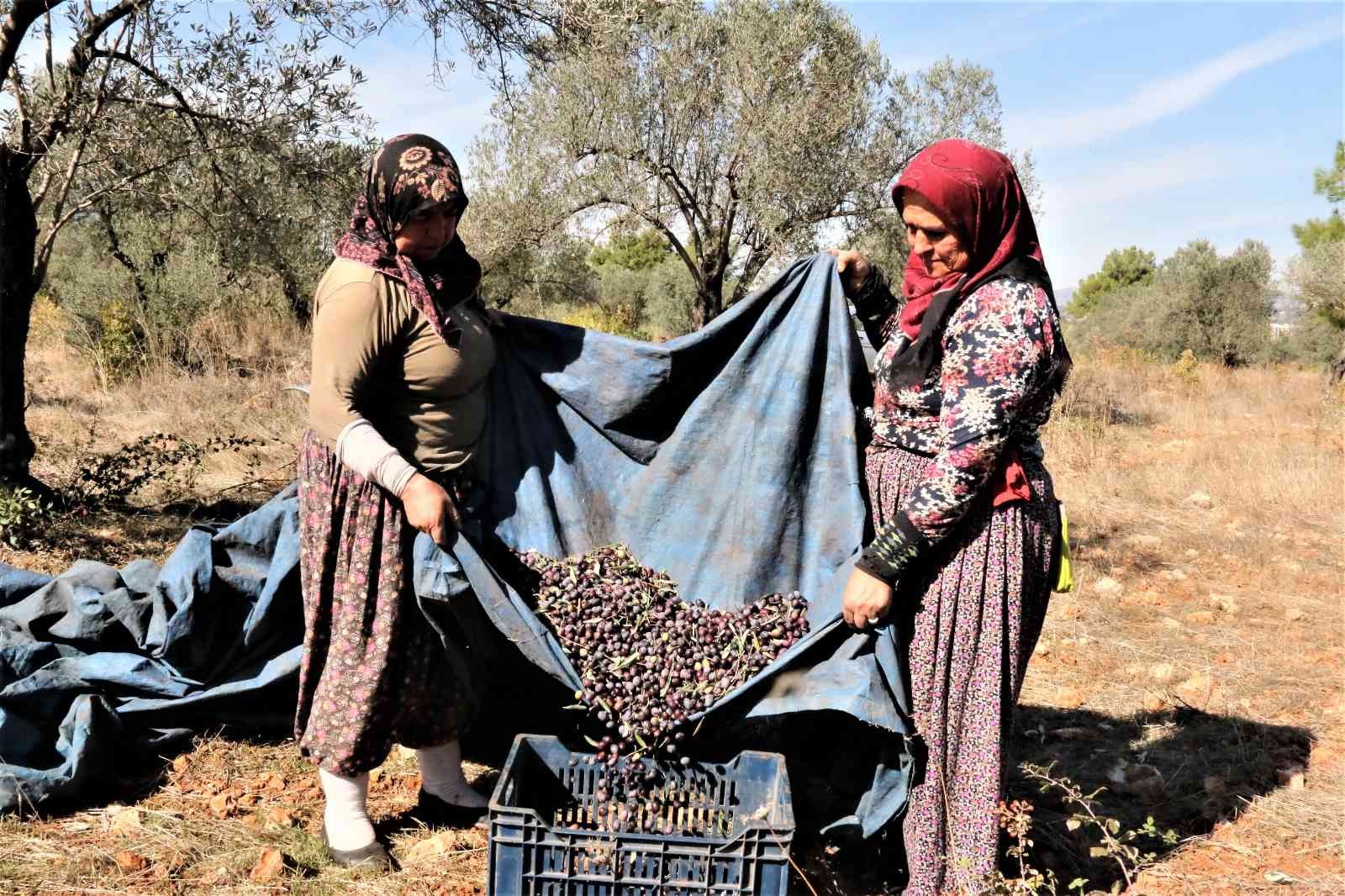 Zeytinpark’ta, zeytin hasadına başlandı