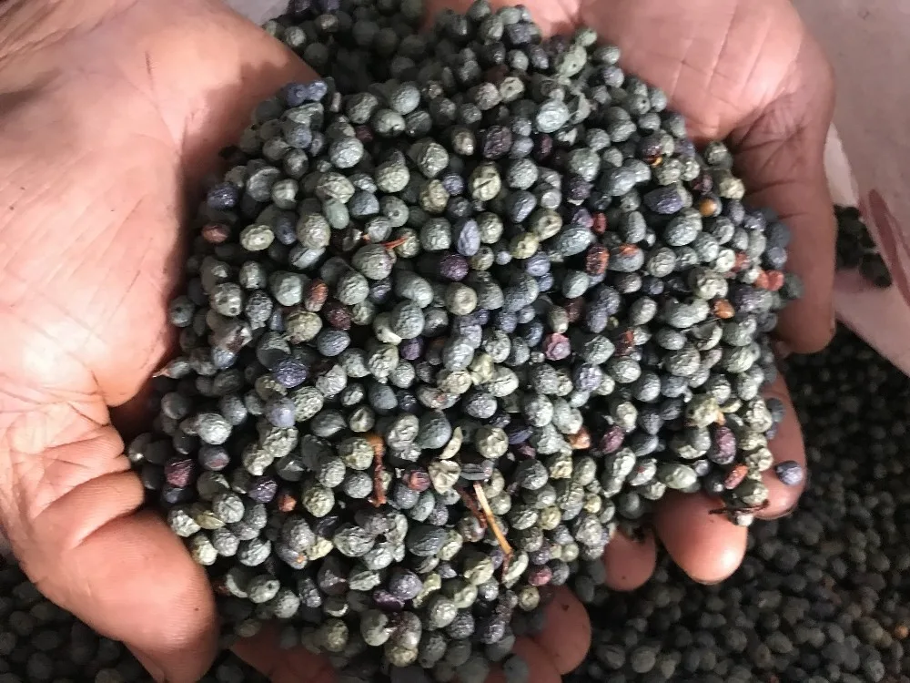 kilosu 200 liraya satılan menengiç yağı