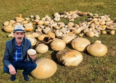 Kadırga Yaylası’nda sonbaharın lezzeti: Levlek mantarı